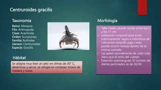 Centruroides gracilis
Taxonomía
Reino: Metazoa
Filo: Arthropoda
Clase: Arachnida
Orden: Scorpiones
Familia: Buthidae
Genero: Centruroides
Especie: Gracilis
Morfología
• Talla media, puede oscilar entre los 5
y los 11 cm.
• coloración corporal varía entre
prácticamente negra a individuos de
coloración amarillo paja y esto
puede ocurrir incluso dentro de la
misma camada.
• Las patas normalmente de color más
claro que el resto del cuerpo.
• Esternón subtriangular. El número de
diente pectinados es de 30/30.
Hábitat
Se adapta muy bien al calor en climas de 30° C,
desérticos y secos, se refugia en cortezas, trozos de
madera y rocas.
 