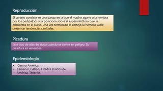Reproducción
El cortejo consiste en una danza en la que el macho agarra a la hembra
por los pedipalpos y la posiciona sobre el espermatóforo que se
encuentra en el suelo. Una vez terminado el cortejo la hembra suele
presentar tendencias caníbales.
Picadura
Este tipo de alacrán ataca cuando se siente en peligro. Su
picadura es venenosa.
• Centro América.
• Camerún, Gabón, Estados Unidos de
América, Tenerife.
Epidemiología
 