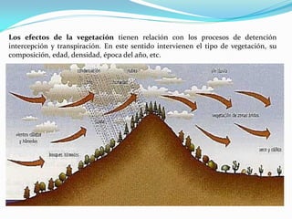 Los efectos de la vegetación tienen relación con los procesos de detención
intercepción y transpiración. En este sentido intervienen el tipo de vegetación, su
composición, edad, densidad, época del año, etc.
 