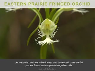 EASTERN PRAIRIE FRINGED ORCHID
As wetlands continue to be drained and developed, there are 70
percent fewer eastern prairie fringed orchids.
photo credit: Joshua Mayer
 