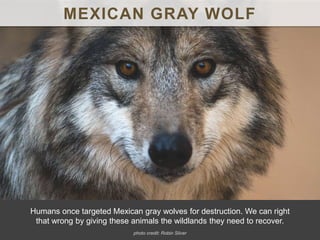 MEXICAN GRAY WOLF
Humans once targeted Mexican gray wolves for destruction. We can right
that wrong by giving these animals the wildlands they need to recover.
photo credit: Robin Silver
 