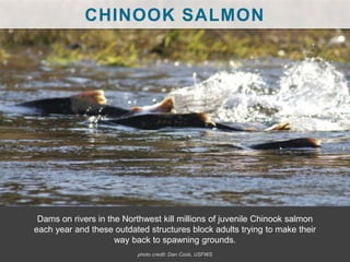 CHINOOK SALMON
Dams on rivers in the Northwest kill millions of juvenile Chinook salmon
each year and these outdated structures block adults trying to make their
way back to spawning grounds.
photo credit: Dan Cook, USFWS
 