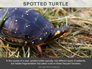 SPOTTED TURTLE
In the course of a year, spotted turtles typically visit different types of wetlands,
but habitat fragmentation has taken a toll on these frequent travelers.
photo credit: iStock.com/Najashots
 