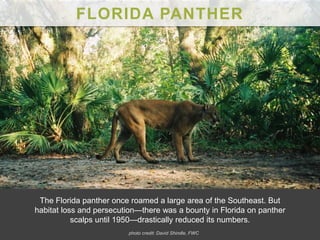 FLORIDA PANTHER
The Florida panther once roamed a large area of the Southeast. But
habitat loss and persecution—there was a bounty in Florida on panther
scalps until 1950—drastically reduced its numbers.
photo credit: David Shindle, FWC
 
