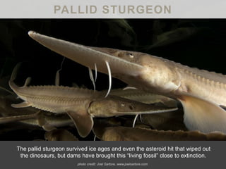 PALLID STURGEON
The pallid sturgeon survived ice ages and even the asteroid hit that wiped out
the dinosaurs, but dams have brought this “living fossil” close to extinction.
photo credit: Joel Sartore, www.joelsartore.com
 