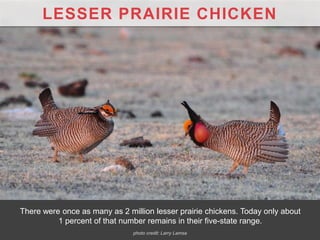 LESSER PRAIRIE CHICKEN
There were once as many as 2 million lesser prairie chickens. Today only about
1 percent of that number remains in their five-state range.
photo credit: Larry Lamsa
 