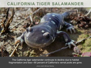 CALIFORNIA TIGER SALAMANDER
The California tiger salamander continues to decline due to habitat
fragmentation and loss—90 percent of California’s vernal pools are gone.
photo credit: Michael Starkey
 