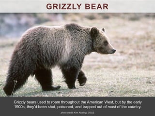 GRIZZLY BEAR
Grizzly bears used to roam throughout the American West, but by the early
1900s, they’d been shot, poisoned, and trapped out of most of the country.
photo credit: Kim Keating, USGS
 