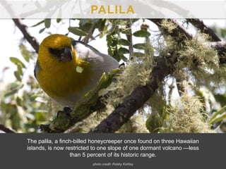 The palila, a finch-billed honeycreeper once found on three Hawaiian
islands, is now restricted to one slope of one dormant volcano —less
than 5 percent of its historic range.
PALILA
photo credit: Robby Kohley
 