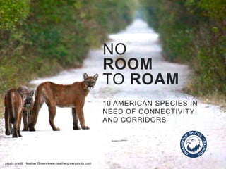 NO
ROOM
TO ROAM
10 AMERICAN SPECIES IN
NEED OF CONNECTIVITY
AND CORRIDORS
photo credit: Heather Green/www.heathergreenphoto.com
 