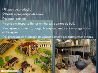 Etapas de produção:
Desde a preparação da terra,
plantio, colheita,
corte e transporte (feitos em barcas e carros de boi),
moagem, cozimento, purga, branqueamento, até a secagem e a
embalagem.
O processo de produção do açúcar passava por todas essas etapas.

 