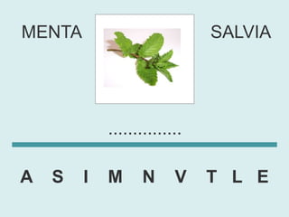 MENTA                         SALVIA




            ...............

A   S   I   M     N      V    T L E
 