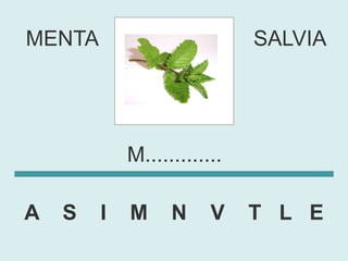 MENTA                        SALVIA




            M.............

A   S   I   M     N     V    T L E
 