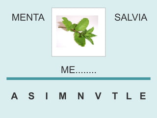 MENTA                    SALVIA




            ME........

A   S   I   M   N    V   T L E
 
