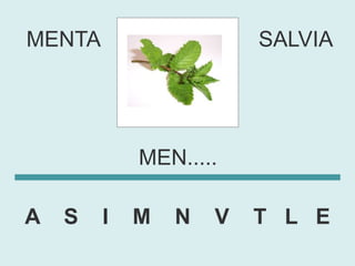 MENTA                   SALVIA




            MEN.....

A   S   I   M   N   V   T L E
 