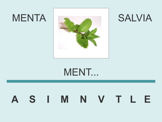 MENTA                   SALVIA




            MENT...

A   S   I   M   N   V   T L E
 