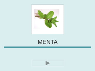 MENTA
 