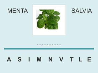 MENTA                         SALVIA




            ...............

A   S   I   M     N      V    T L E
 