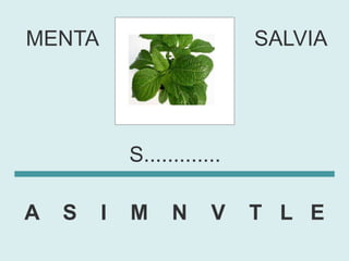 MENTA                        SALVIA




            S.............

A   S   I   M     N     V    T L E
 