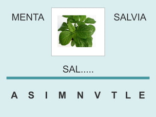MENTA                      SALVIA




            SAL.....

A   S   I   M   N      V   T L E
 