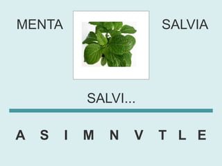 MENTA                   SALVIA




            SALVI...

A   S   I   M   N   V   T L E
 