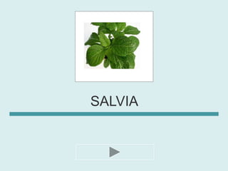 SALVIA
 