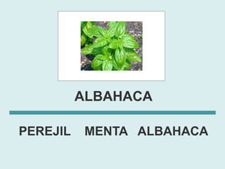 ALBAHACA

PEREJIL    MENTA ALBAHACA
 