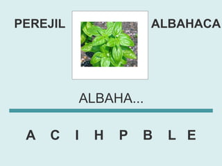 PEREJIL               ALBAHACA




          ALBAHA...

 A   C    I   H   P   B   L E
 