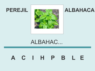 PEREJIL                ALBAHACA




          ALBAHAC...

 A   C    I   H   P   B   L E
 