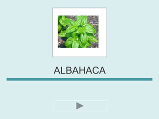 ALBAHACA
 