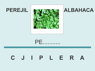 PEREJIL                       ALBAHACA




              PE...........

 C   J    I     P    L    E    R   A
 