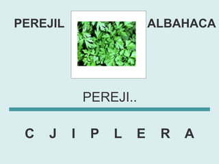 PEREJIL                    ALBAHACA




              PEREJI..

 C   J    I    P   L   E    R   A
 