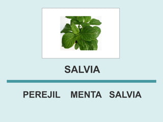 SALVIA

PEREJIL    MENTA SALVIA
 