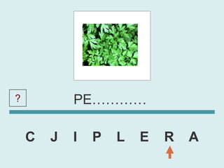 ?           PE…………

    C   J   I   P   L   E   R   A
 