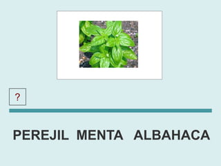 ?     ALBAHACA

PEREJIL MENTA ALBAHACA
 