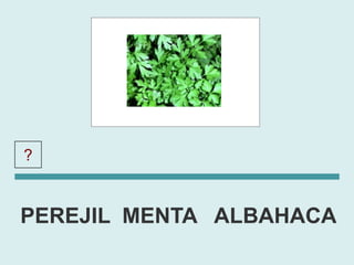 ?      PEREJIL

PEREJIL MENTA ALBAHACA
 