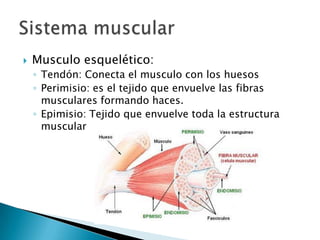  Musculo esquelético:
◦ Tendón: Conecta el musculo con los huesos
◦ Perimisio: es el tejido que envuelve las fibras
musculares formando haces.
◦ Epimisio: Tejido que envuelve toda la estructura
muscular
 