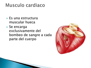  Es una estructura
muscular hueca
 Se encarga
exclusivamente del
bombeo de sangre a cada
parte del cuerpo
 