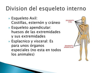  Esqueleto Axil:
Costillas, esternón y cráneo
 Esqueleto apendicular:
huesos de las extremidades
y sus extremidades
 Esplacnico y visceral: Es
para unos órganos
especiales (no esta en todos
los animales)
 