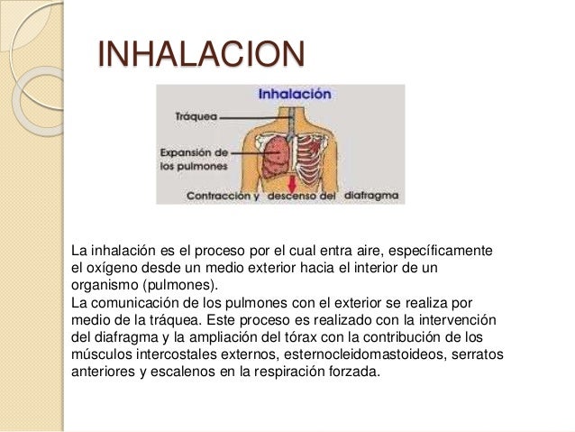 sistema respiratorio