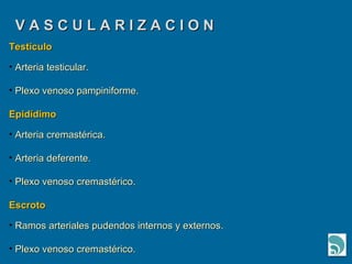 V A S C U L A R I Z A C I O N Testículo Arteria testicular. Plexo venoso pampiniforme. Epidídimo Arteria cremastérica. Arteria deferente. Plexo venoso cremastérico. Escroto Ramos arteriales pudendos internos y externos. Plexo venoso cremastérico. 
