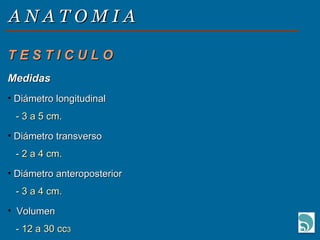 A N A T O M I A T E S T I C U L O Medidas Diámetro longitudinal - 3 a 5 cm. Diámetro transverso - 2 a 4 cm. Diámetro anteroposterior - 3 a 4 cm. Volumen - 12 a 30 cc 3   