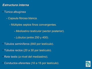 Estructura interna Túnica albugínea - Capsula fibrosa blanca. - Múltiples septos finos convergentes. -  Mediastino testicular  (sector posterior). -  Lóbulos  (entre 250 y 400). Túbulos seminíferos  (840 por testículo). Túbulos rectos  (20 a 30 por testículo).  Rete testis  (a nivel del mediastino). Conductos eferentes  (10 a 15 por testículo). 