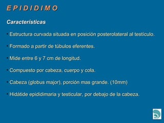 E P I D I D I M O Características Estructura curvada situada en posición posterolateral al testículo. Formado a partir de túbulos eferentes. Mide entre 6 y 7 cm de longitud. Compuesto por cabeza, cuerpo y cola. Cabeza (globus major), porción mas grande. (10mm) Hidátide epididimaria y testicular, por debajo de la cabeza.  