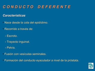 C O N D U C T O  D E F E R E N T E Características  Nace desde la cola del epidídimo. Recorrido a través de:  - Escroto.  - Trayecto inguinal.  - Pelvis. Fusión con vesículas seminales. Formación del conducto eyaculador a nivel de la próstata. 