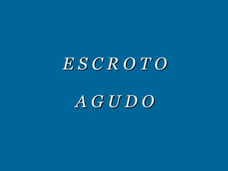 E S C R O T O  A G U D O  