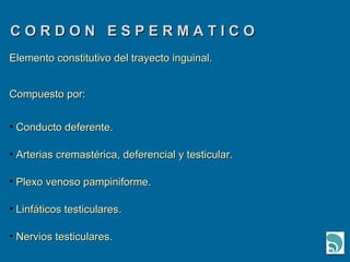 C O R D O N  E S P E R M A T I C O Elemento constitutivo del trayecto inguinal. Compuesto por: Conducto deferente. Arterias cremastérica, deferencial y testicular. Plexo venoso pampiniforme. Linfáticos testiculares. Nervios testiculares. 