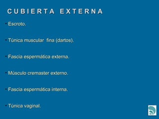 C U B I E R T A  E X T E R N A  Escroto. Túnica muscular  fina (dartos). Fascia espermática externa. Músculo cremaster externo. Fascia espermática interna. Túnica vaginal. 