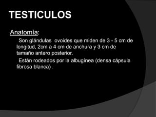 TESTICULOS
Anatomía:
Son glándulas ovoides que miden de 3 - 5 cm de
longitud, 2cm a 4 cm de anchura y 3 cm de
tamaño antero posterior.
Están rodeados por la albugínea (densa cápsula
fibrosa blanca) .
 