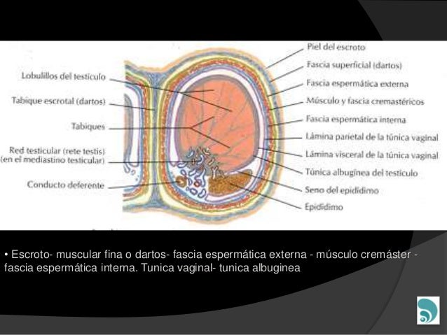 Cuanto cuesta un testiculo